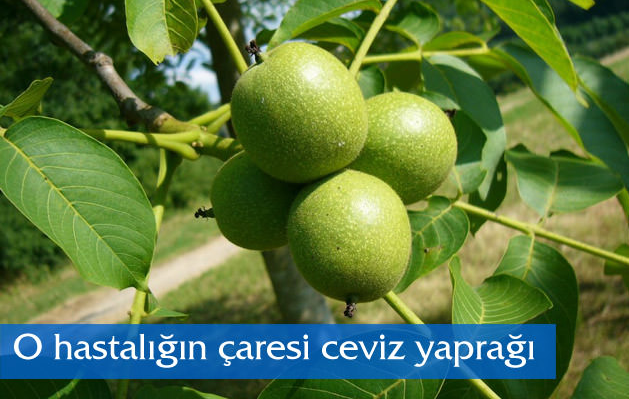 Ceviz Yaprağı O hastalığın Çaresi