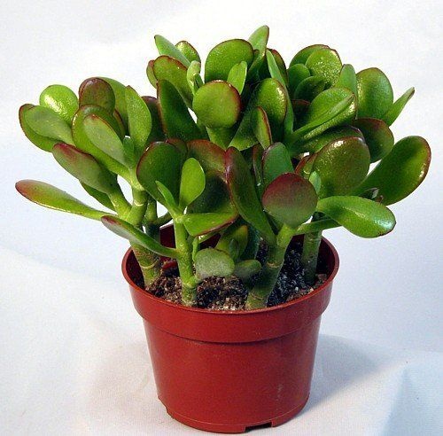 Crassula Ovata Hakkında (Para Ağacı , Bereket Bitkisi)