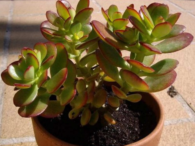 Crassula Ovata Hakkında (Para Ağacı , Bereket Bitkisi)