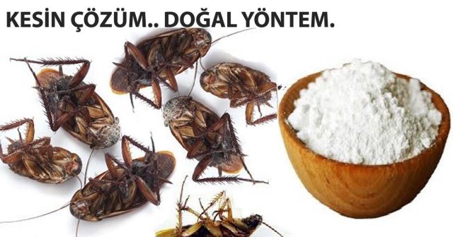 İstenmeyen Haşere ve Hamam Böceklerine Denenmiş Ev Yapımı Kesin Çözüm