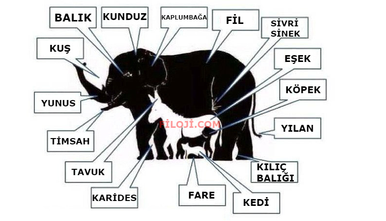 Bu Resimde Kaç Hayvan Görüyorsunuz Sadece 1000 Kişiden 1 i Tamamını Görebiliyor