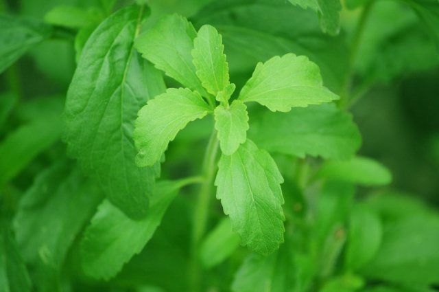 Sigarayı Bırakmak mı istiyorsun? Stevia Nikotin İsteğini yok ediyor