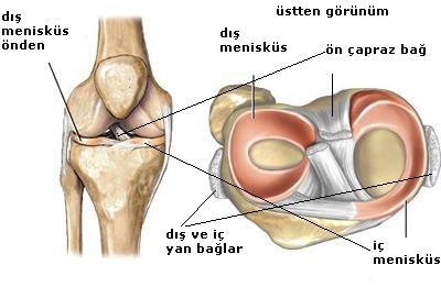 Tendon bağlarını güçlendiren doğal formüller