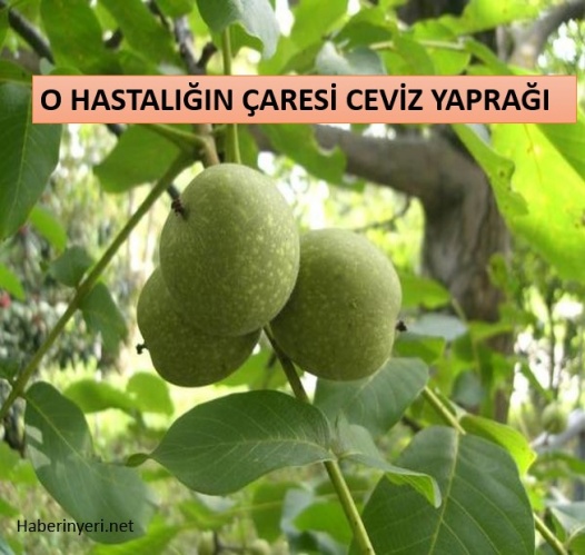 O Hastalığın Çaresi Ceviz Yaprağı..