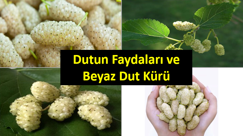 Dutun Faydaları ve Beyaz Dut Kürü