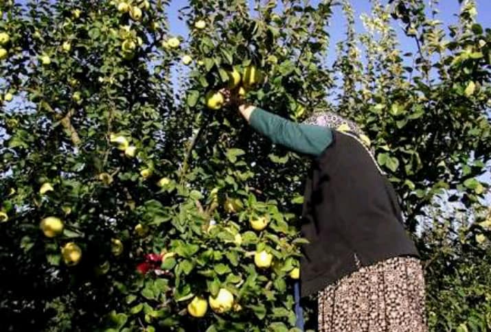 Ayva Çekirdeğinin Öyle Faydaları Varmış ki Öğrendiğinizde Manava Koşacaksınız