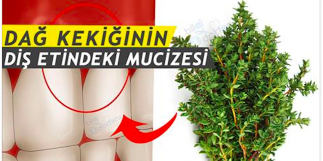 Diş Eti İltihabına Kekik Kürü Dağ Kekiği