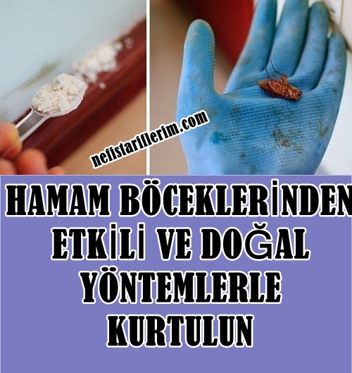 Hamam Böceklerinden Etkili Ve Doğal Yöntemlerle Kurtulun