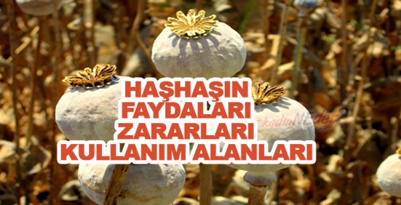 Haşhaşın Faydaları Zararları Ve Kullanım Alanları