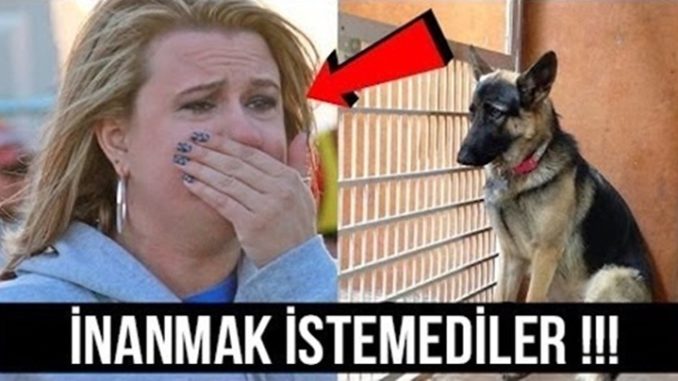 Sahipleri Uyurken Köpeğin Her Gece Yaptığını Görenler Gözyaşlarını Tutamadılar