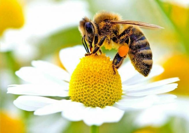 İşte Bu Yüzden Yemek Kaşığına Şeker Ve Su Ekleyip Bahçeye Bırakmalısınız