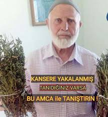 Manisalı Amca Kanser Otu ile 20 Günde Kanseri Yendi