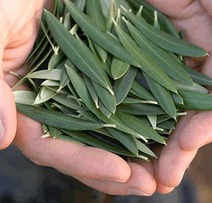 Zeytin Yapraklarından gelen Şifalar Bu mucize sirke tarifi