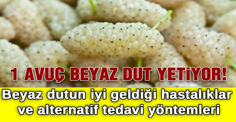 Beyaz dutun iyi geldiği hastalıklar ve alternatif tedavi yöntemleri